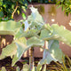 Simegarden Kalanchoe pianta grassa orecchie di elefante 24 cm