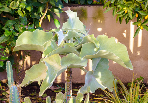 Simegarden Kalanchoe pianta grassa orecchie di elefante 24 cm