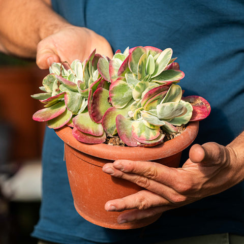 Simegarden Kalanchoe thyrsiflora variegata 20 cm