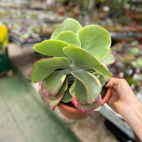 Simegarden Kalanchoe thyrsiflora variegata 20 cm