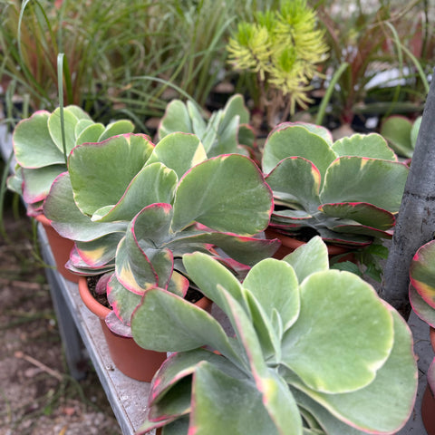 Simegarden Kalanchoe thyrsiflora variegata 20 cm