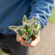 Simegarden Kalanchoe tomentosa 5.5 cm