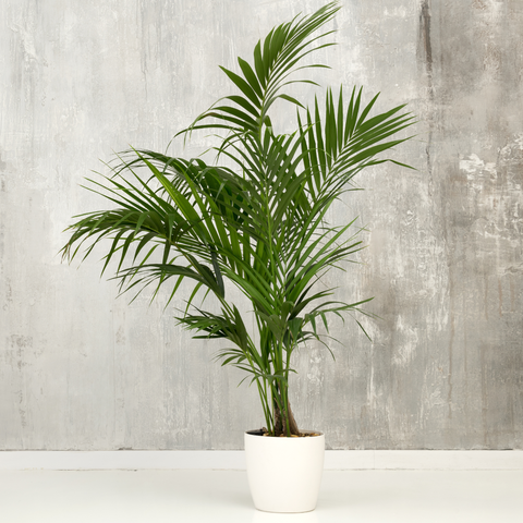 Simegarden Kentia 21 cm