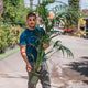Simegarden Kentia 21 cm