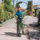 Simegarden Kentia 21 cm