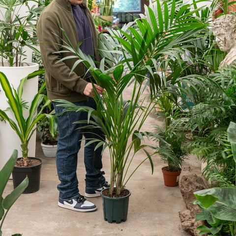 Simegarden Kentia
