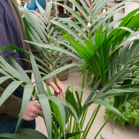 Simegarden Kentia