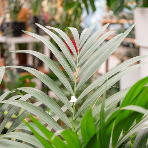 Simegarden Kentia