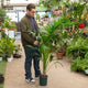 Simegarden Kentia