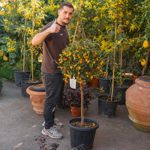 Simegarden Kumquat pianta 35 cm