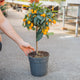 Simegarden Kumquat pianta