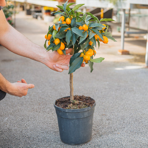 Simegarden Kumquat pianta