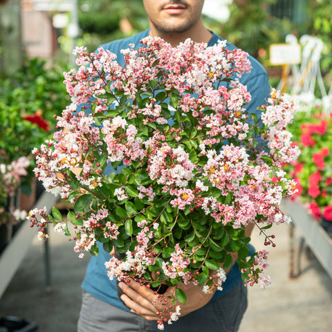Simegarden Lagerstroemia berlingot menthe 24 cm