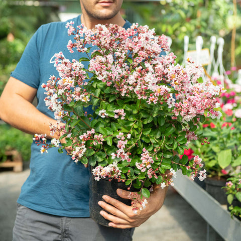 Simegarden Lagerstroemia berlingot menthe 24 cm