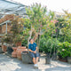 Simegarden Lagerstroemia indica