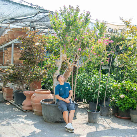 Simegarden Lagerstroemia indica