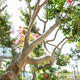 Simegarden Lagerstroemia indica