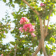 Simegarden Lagerstroemia indica