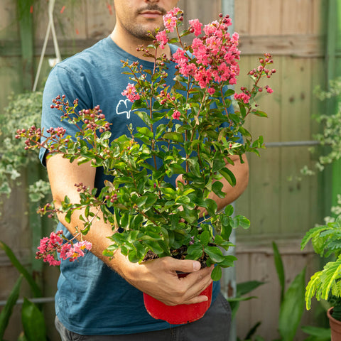 Simegarden Lagerstroemia indica "Dynamite" 19 cm