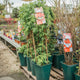 Simegarden Lampone arancione 26 cm