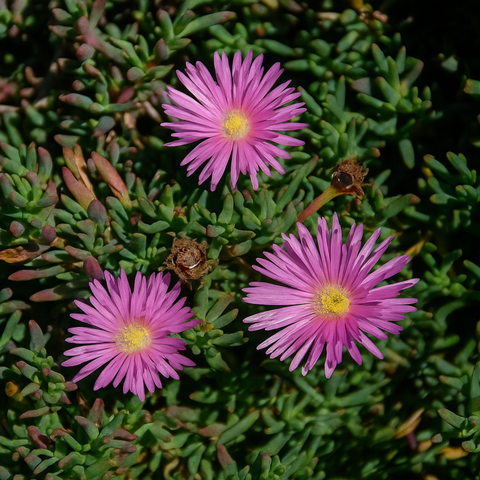 Simegarden Lampranthus roseus 15 cm / Fucsia