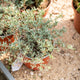 Simegarden Lampranthus roseus 15 cm / Fucsia