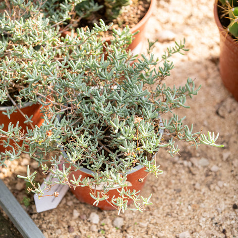 Simegarden Lampranthus roseus 15 cm / Fucsia