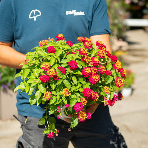 Simegarden Lantana bandana Lantana camara "bandana" / 22 cm / Rosa-giallo