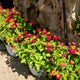 Simegarden Lantana bandana Lantana camara "bandana" / 22 cm / Rosa-giallo