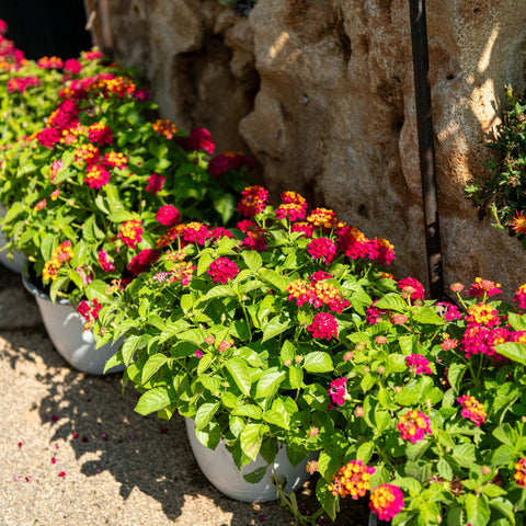 Simegarden Lantana bandana Lantana camara "bandana" / 22 cm / Rosa-giallo