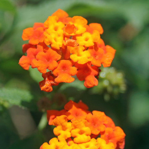 Simegarden Lantana camara 14 cm / Arancio-giallo