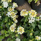 Simegarden Lantana camara 14 cm / Bianco