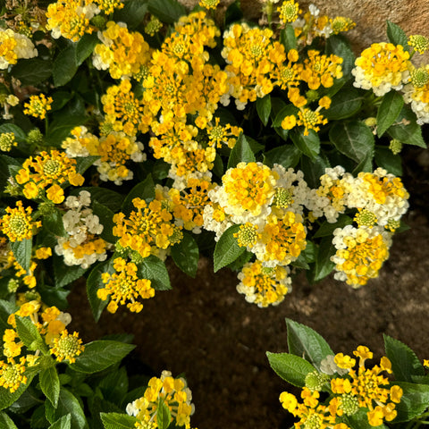 Simegarden Lantana camara 14 cm / Giallo