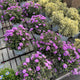 Simegarden Lantana tappezzante 19 cm / Viola