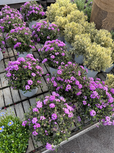 Simegarden Lantana tappezzante 19 cm / Viola