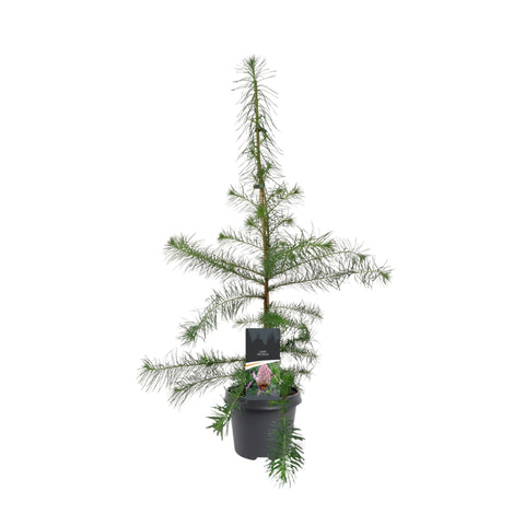 Simegarden Larix decidua 23 cm