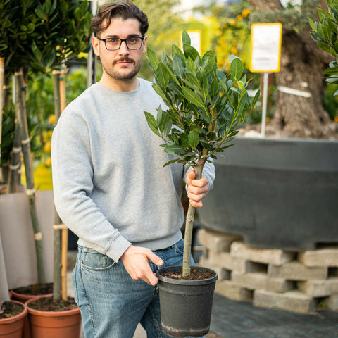 Simegarden Lauro alloro 20 cm