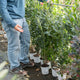 Simegarden Lauro alloro