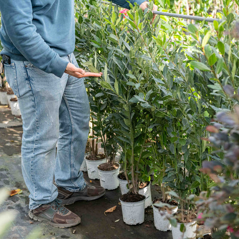Simegarden Lauro alloro