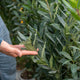 Simegarden Lauro alloro