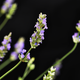 Simegarden Lavanda angustifolia 14 cm