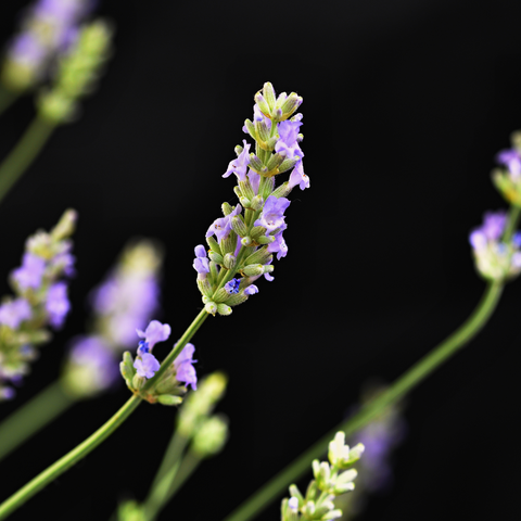 Simegarden Lavanda angustifolia 14 cm