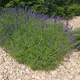 Simegarden Lavanda angustifolia 14 cm
