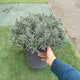 Simegarden Lavanda angustifolia