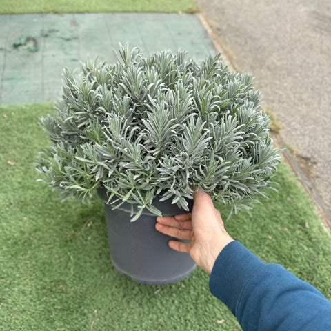 Simegarden Lavanda angustifolia