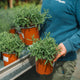 Simegarden Lavanda dentata 17 cm