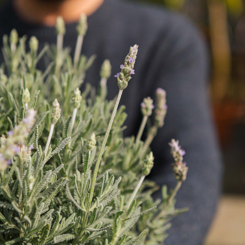 Simegarden Lavanda dentata