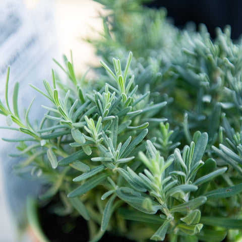 Simegarden Lavanda nana hidcote blu 14cm