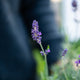 Simegarden Lavanda nana hidcote blu 14cm
