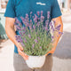 Simegarden Lavanda pianta